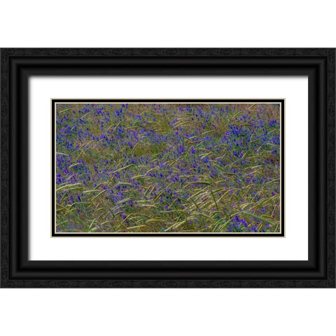 USA-Washington State-Benge Purple vetch in field Black Ornate Wood Framed Art Print with Double Matting by Gulin, Sylvia