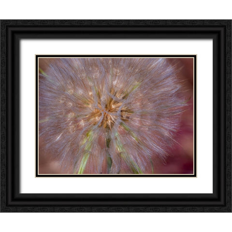 USA-Washington State-Eastern Washington fluffy seed head of Salsify dandelion Black Ornate Wood Framed Art Print with Double Matting by Gulin, Sylvia
