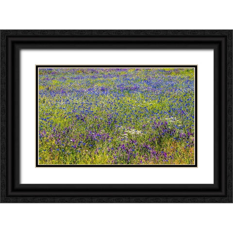USA-Washington State-Palouse and field of blue bachelor buttons flowering Black Ornate Wood Framed Art Print with Double Matting by Gulin, Sylvia