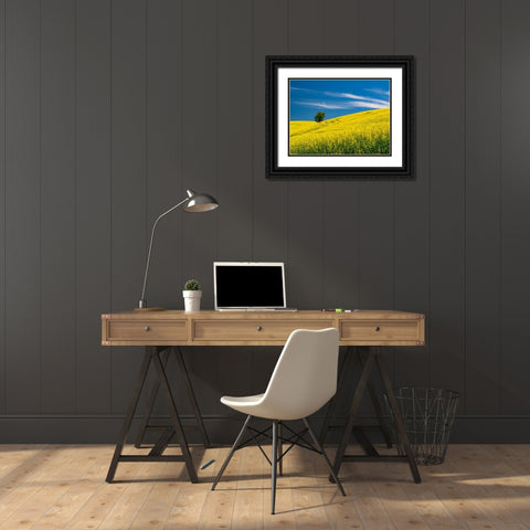 USA-Washington State-Palouse canola field with lone tree near Colfax Black Ornate Wood Framed Art Print with Double Matting by Gulin, Sylvia
