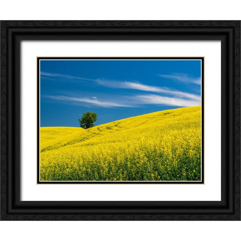 USA-Washington State-Palouse canola field with lone tree near Colfax Black Ornate Wood Framed Art Print with Double Matting by Gulin, Sylvia