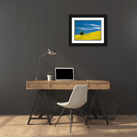 USA-Washington State-Palouse canola field with lone tree near Colfax Black Ornate Wood Framed Art Print with Double Matting by Gulin, Sylvia