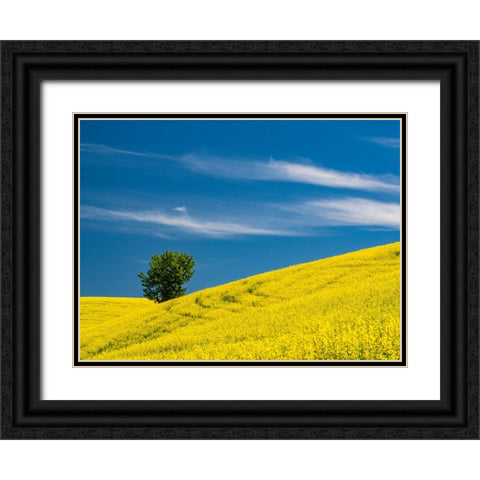 USA-Washington State-Palouse canola field with lone tree near Colfax Black Ornate Wood Framed Art Print with Double Matting by Gulin, Sylvia