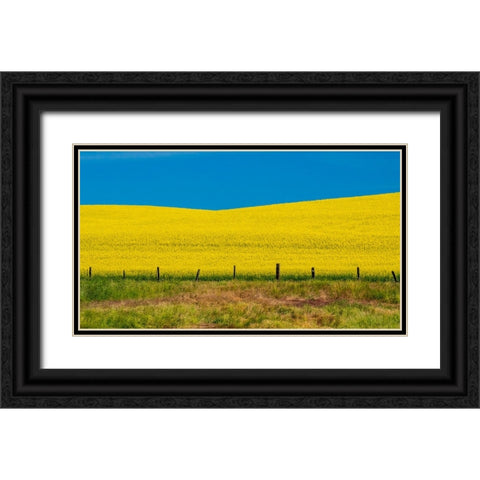 USA-Washington State-Palouse and springtime crop of Canola Black Ornate Wood Framed Art Print with Double Matting by Gulin, Sylvia