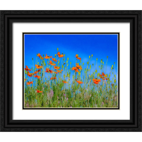 USA-Washington State-Palouse and field of red poppies Black Ornate Wood Framed Art Print with Double Matting by Gulin, Sylvia