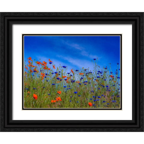 USA-Washington State-Palouse springtime with red poppies and bachelor buttons Black Ornate Wood Framed Art Print with Double Matting by Gulin, Sylvia