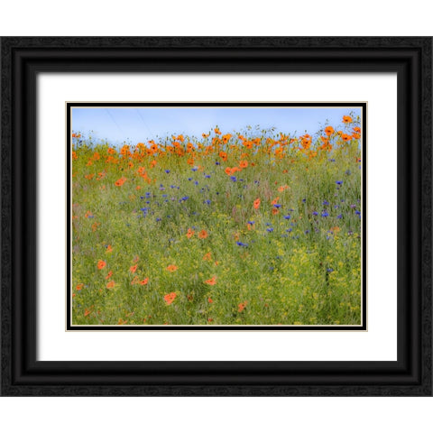 USA-Washington State-Palouse springtime with red poppies and bachelor buttons Black Ornate Wood Framed Art Print with Double Matting by Gulin, Sylvia