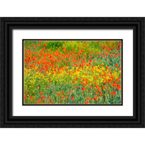 USA-Washington State-Palouse red poppies and yellow canola Black Ornate Wood Framed Art Print with Double Matting by Gulin, Sylvia