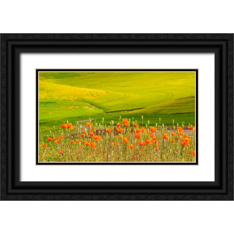 USA-Washington State-Palouse red poppies and yellow canola with landscape of wheat fields Black Ornate Wood Framed Art Print with Double Matting by Gulin, Sylvia