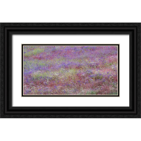 USA-Washington State-Palouse vetch growing along road near Winona Black Ornate Wood Framed Art Print with Double Matting by Gulin, Sylvia