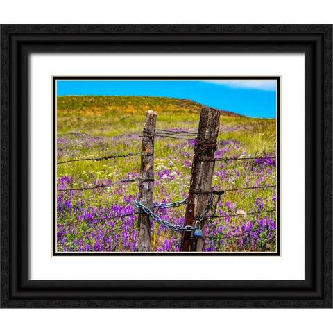 USA-Washington State-Benge and field of vetch blooming with wooden fenced gate and lock Black Ornate Wood Framed Art Print with Double Matting by Gulin, Sylvia