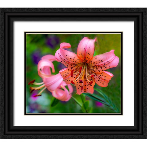 USA-Washington State-Pacific Northwest Sammamish Orange Tiger Lily close up Black Ornate Wood Framed Art Print with Double Matting by Gulin, Sylvia