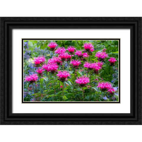 USA-Washington State-Sammamish and our garden with pink Bee Balm Black Ornate Wood Framed Art Print with Double Matting by Gulin, Sylvia