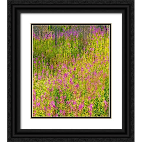 USA-Washington State-burnt forest and fire weed along Lake Cle Elum Washington Cascades Black Ornate Wood Framed Art Print with Double Matting by Gulin, Sylvia
