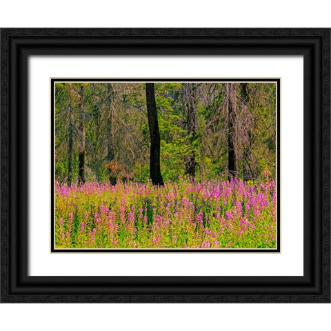 USA-Washington State-burnt forest and fire weed along Lake Cle Elum Washington Cascades Black Ornate Wood Framed Art Print with Double Matting by Gulin, Sylvia