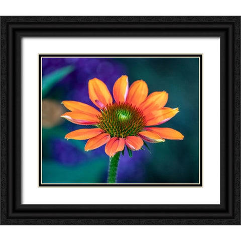 USA-Washington State-Pacific Northwest-Sammamish close-up of State Fair Zinnia Black Ornate Wood Framed Art Print with Double Matting by Gulin, Sylvia