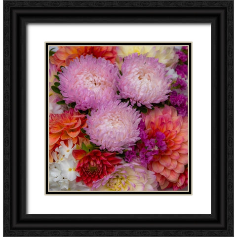 USA-Washington State-Pacific Northwest Sammamish Dahlia flowers in bloom Black Ornate Wood Framed Art Print with Double Matting by Gulin, Sylvia