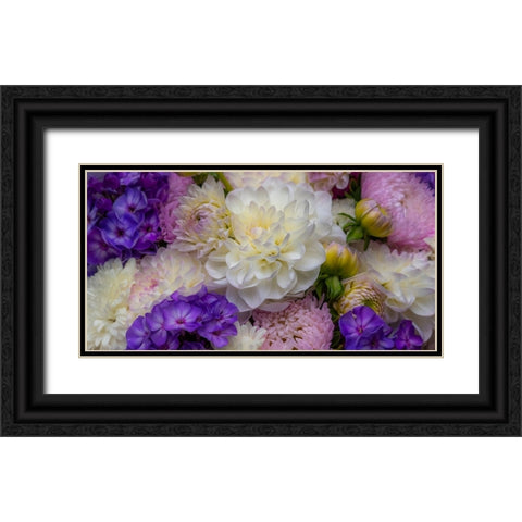 USA-Washington State-Pacific Northwest Sammamish Dahlia flowers in bloom Black Ornate Wood Framed Art Print with Double Matting by Gulin, Sylvia