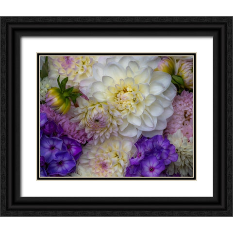 USA-Washington State-Pacific Northwest Sammamish Dahlia flowers in bloom Black Ornate Wood Framed Art Print with Double Matting by Gulin, Sylvia