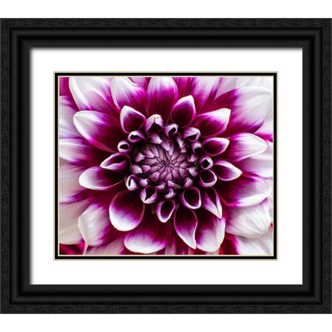 USA-Washington State-Pacific Northwest Sammamish Dahlia flowers in bloom Black Ornate Wood Framed Art Print with Double Matting by Gulin, Sylvia