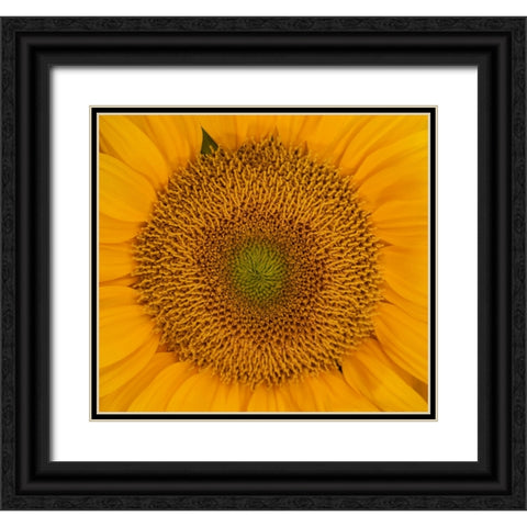 USA-Washington State-Pacific Northwest Sammamish Orange / yellow sunflower close up Black Ornate Wood Framed Art Print with Double Matting by Gulin, Sylvia