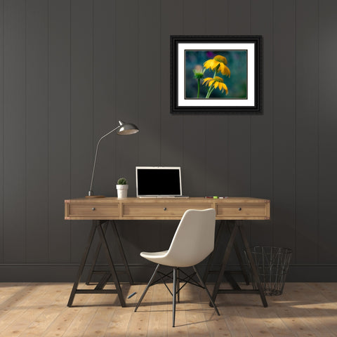 USA-Washington State-Pacific Northwest-Sammamish yellow cone flower Black Ornate Wood Framed Art Print with Double Matting by Gulin, Sylvia