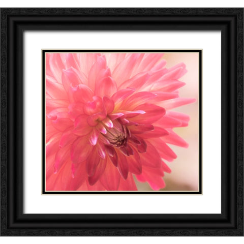 USA-Washington State-Pacific Northwest Sammamish Dahlia flowers in bloom Black Ornate Wood Framed Art Print with Double Matting by Gulin, Sylvia