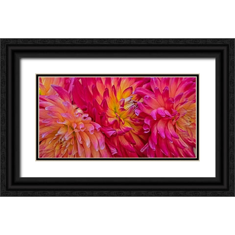 USA-Washington State-Pacific Northwest Sammamish Dahlia flowers in bloom Black Ornate Wood Framed Art Print with Double Matting by Gulin, Sylvia