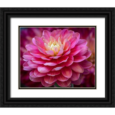 USA-Washington State-Pacific Northwest Sammamish Dahlia flowers in bloom Black Ornate Wood Framed Art Print with Double Matting by Gulin, Sylvia