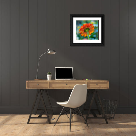 USA-Washington State-Pacific Northwest-Sammamish close-up of State Fair Zinnia Black Ornate Wood Framed Art Print with Double Matting by Gulin, Sylvia