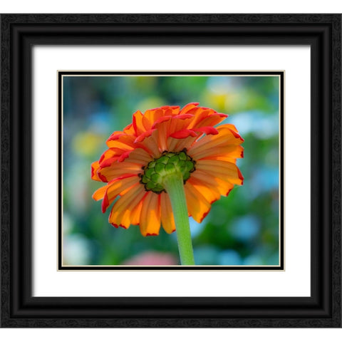 USA-Washington State-Pacific Northwest-Sammamish close-up of State Fair Zinnia Black Ornate Wood Framed Art Print with Double Matting by Gulin, Sylvia