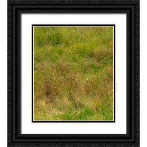 USA-Washington State-Issaquah and grassy field Black Ornate Wood Framed Art Print with Double Matting by Gulin, Sylvia