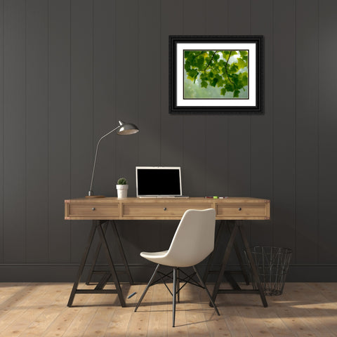 USA-Washington State-Bellevue Ginkgo Tree green leaves Black Ornate Wood Framed Art Print with Double Matting by Gulin, Sylvia