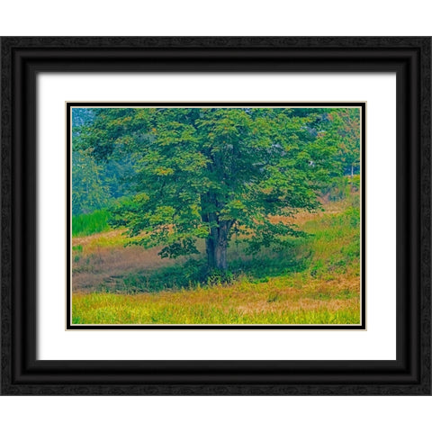 USA-Washington State-Issaquah lone Big Leaf Maple tree in grassy field Black Ornate Wood Framed Art Print with Double Matting by Gulin, Sylvia