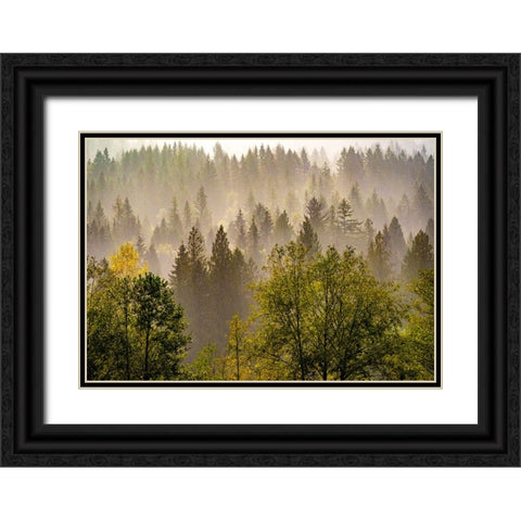 USA-Washington State-Preston Evergreens and Cottonwood trees lifting fog on hillside Black Ornate Wood Framed Art Print with Double Matting by Gulin, Sylvia