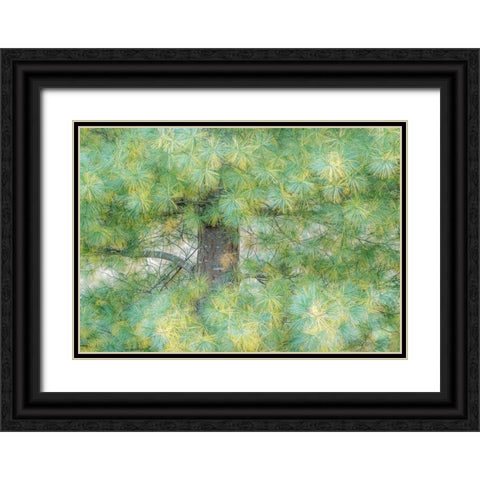 USA-Washington State-Bellevue Pine tree close up and tree trunk Black Ornate Wood Framed Art Print with Double Matting by Gulin, Sylvia