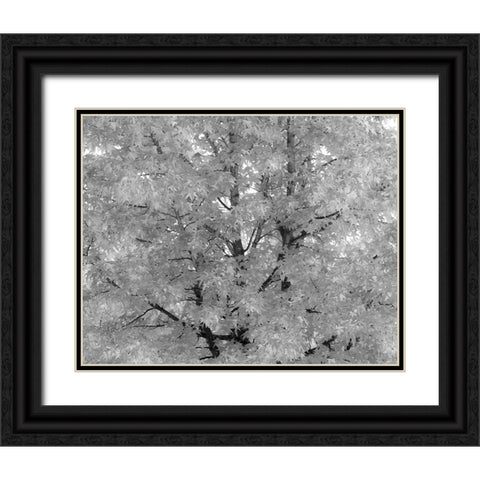 USA-Washington State-Issaquah with fall colored Maple trees along downtown roads Black Ornate Wood Framed Art Print with Double Matting by Gulin, Sylvia