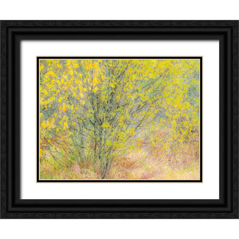 USA-Washington State-Bellevue alder tree golden/yellow fall colors Black Ornate Wood Framed Art Print with Double Matting by Gulin, Sylvia