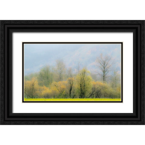 USA-Washington State-North Bend Cottonwood and Willow trees in fall colors Black Ornate Wood Framed Art Print with Double Matting by Gulin, Sylvia