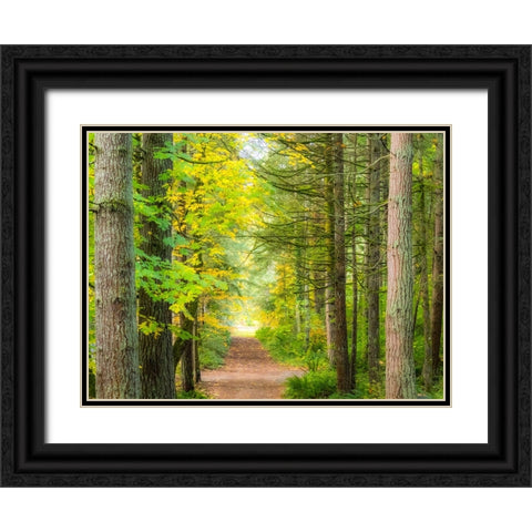 USA-Washington State-Sammamish with trail edged by evergreens and maple trees Black Ornate Wood Framed Art Print with Double Matting by Gulin, Sylvia