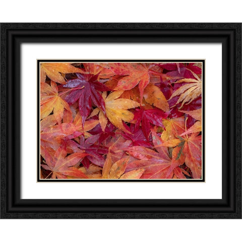 USA-Washington State-Pacific Northwest-Sammamish and red Japanese Maple leaves fallen on ground Black Ornate Wood Framed Art Print with Double Matting by Gulin, Sylvia