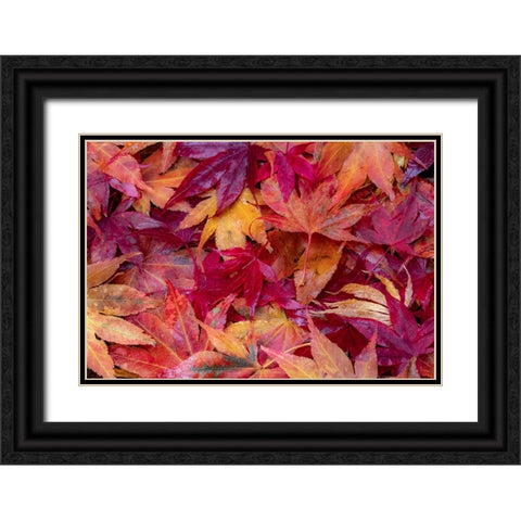 USA-Washington State-Pacific Northwest-Sammamish and red Japanese Maple leaves fallen on ground Black Ornate Wood Framed Art Print with Double Matting by Gulin, Sylvia