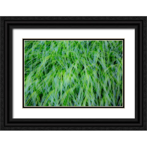 USA-Washington State-Pacific Northwest Sammamish with green grasses Black Ornate Wood Framed Art Print with Double Matting by Gulin, Sylvia