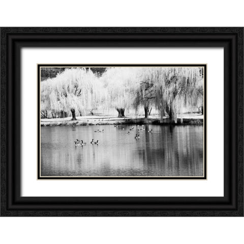 USA-Washington State-Eastern Washington-Weeping willow tree reflecting in pond Black Ornate Wood Framed Art Print with Double Matting by Eggers, Terry