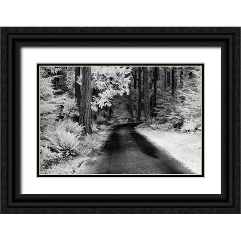 USA-Washington State-Skagit Valley-Country backroad through forest Black Ornate Wood Framed Art Print with Double Matting by Eggers, Terry