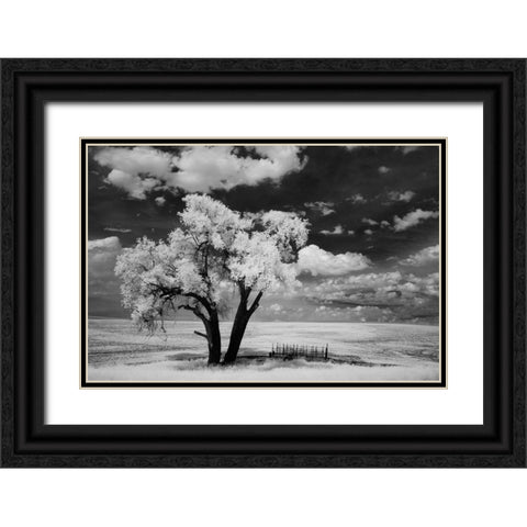 USA-Washington State-Lone tree in field in wheat Black Ornate Wood Framed Art Print with Double Matting by Eggers, Terry