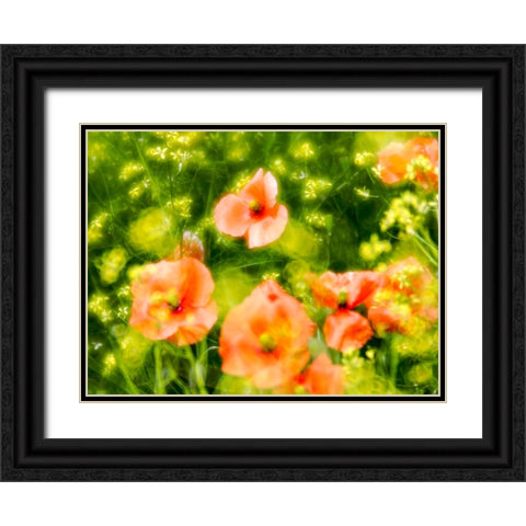 USA-Washington State-Spring Fire Poppies Black Ornate Wood Framed Art Print with Double Matting by Eggers, Terry
