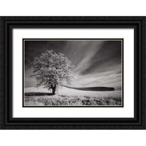 USA-Palouse Country-Washington State-Infrared Palouse fields and lone tree Black Ornate Wood Framed Art Print with Double Matting by Eggers, Terry