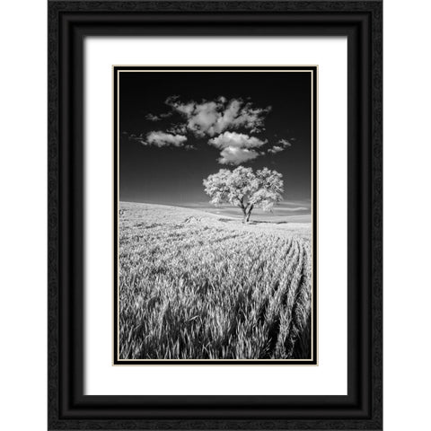 USA-Palouse Country-Washington State-Infrared Palouse fields and lone tree Black Ornate Wood Framed Art Print with Double Matting by Eggers, Terry