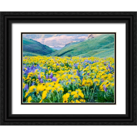 USA-Washington State Arrowleaf balsamroot and lupine Black Ornate Wood Framed Art Print with Double Matting by Eggers, Terry